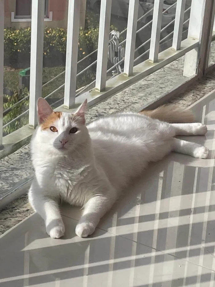 Gato ra a SRD-ViraLata idade 1 ano nome Pirikito