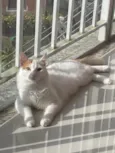 Pirikito