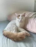 Pirikito