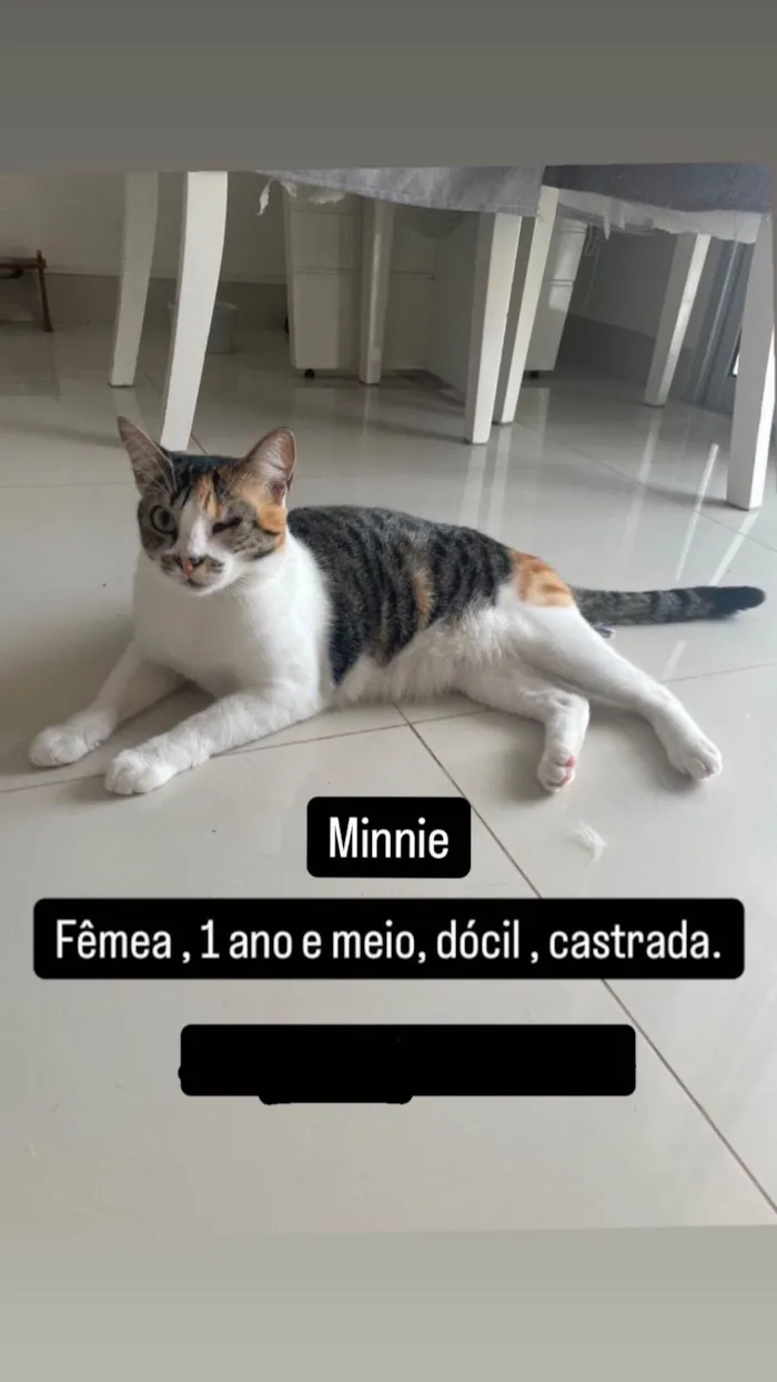 Gato ra a SRD-ViraLata idade 2 anos nome Minnie