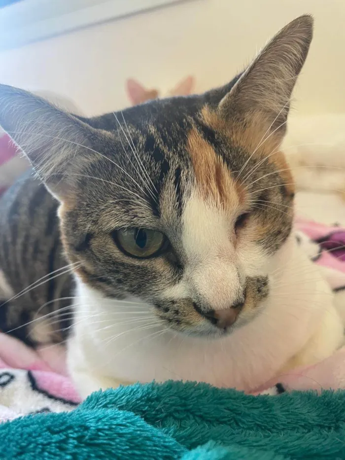 Gato ra a SRD-ViraLata idade 2 anos nome Minnie