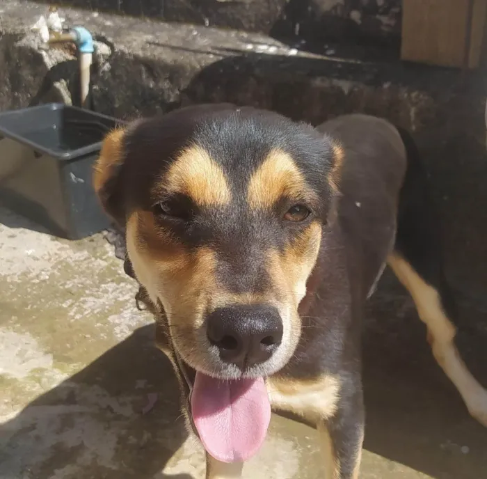 Cachorro ra a SRD-ViraLata idade 7 a 11 meses nome Sem nome