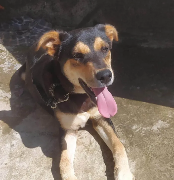 Cachorro ra a SRD-ViraLata idade 7 a 11 meses nome Sem nome