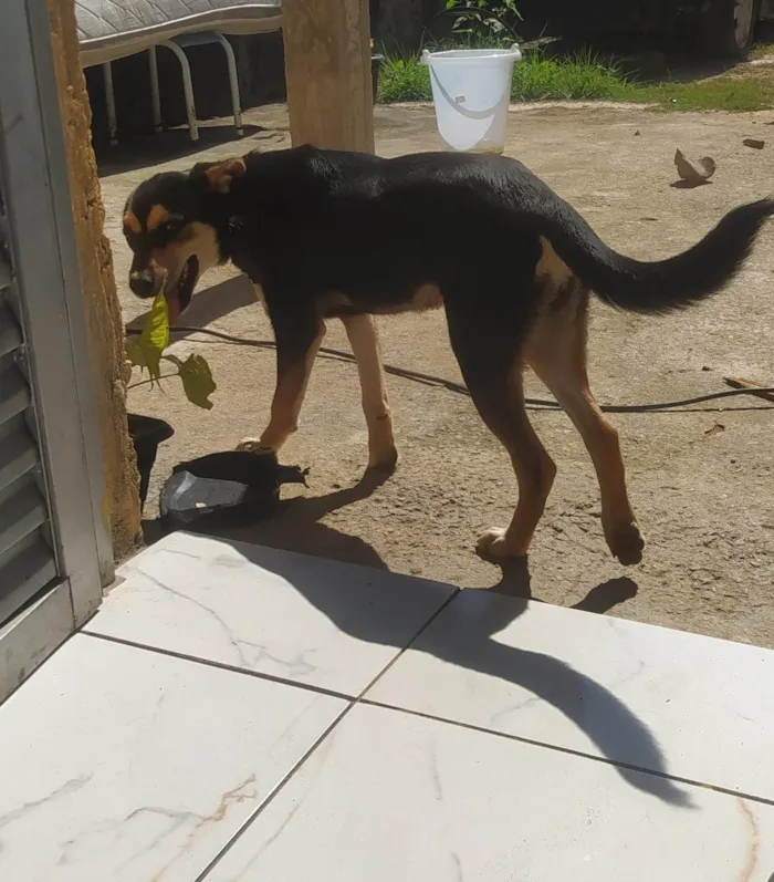 Cachorro ra a SRD-ViraLata idade 7 a 11 meses nome Sem nome