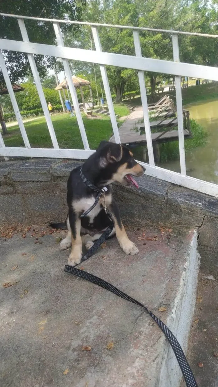 Cachorro ra a SRD-ViraLata idade 7 a 11 meses nome Sem nome