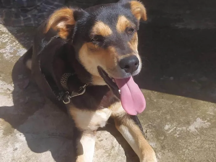 Cachorro ra a SRD-ViraLata idade 7 a 11 meses nome Sem nome