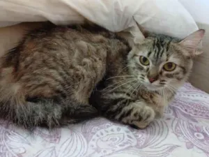 Gato raça SRD-ViraLata idade 7 a 11 meses nome Pérola 