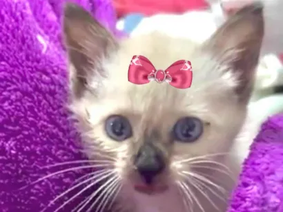 Gato raça Siamês idade 2 a 6 meses nome Belinha 