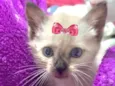 Belinha