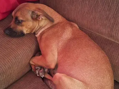 Cachorro raça SRD-ViraLata idade 5 anos nome Amora 