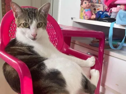 Gato raça SRD-ViraLata idade 1 ano nome Tigrinho