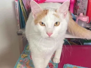 Gato raça SRD-ViraLata idade 1 ano nome Pirikito