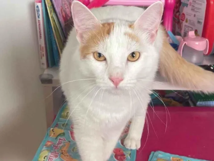 Gato ra a SRD-ViraLata idade 1 ano nome Pirikito