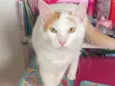 Pirikito