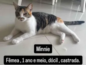 Gato raça SRD-ViraLata idade 2 anos nome Minnie