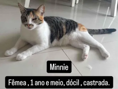 Gato raça SRD-ViraLata idade 2 anos nome Minnie