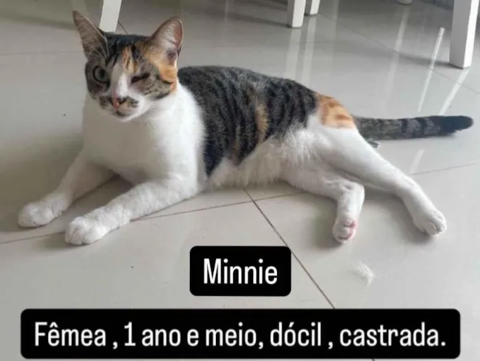 Gato ra a SRD-ViraLata idade 2 anos nome Minnie
