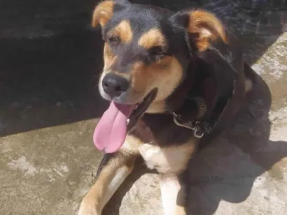 Cachorro raça SRD-ViraLata idade 7 a 11 meses nome Sem nome