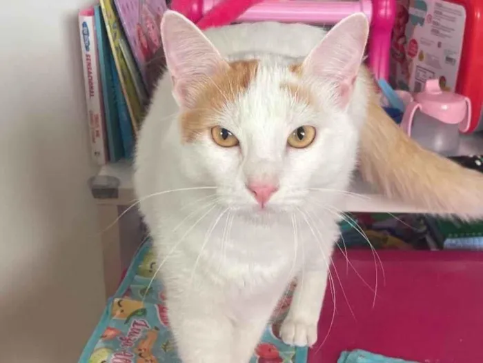 Gato ra a SRD-ViraLata idade 1 ano nome Pirikito