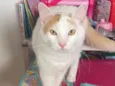 Pirikito