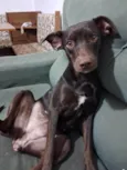 Cora