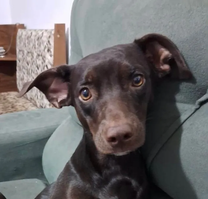 Cachorro ra a SRD-ViraLata idade 3 anos nome Cora 