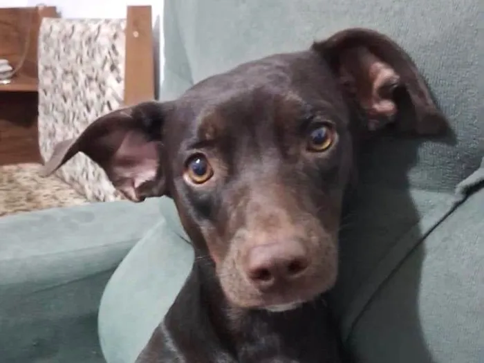 Cachorro ra a SRD-ViraLata idade 3 anos nome Cora 