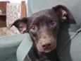 Cora