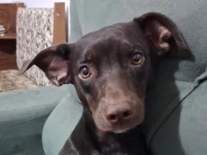 Cachorro raça SRD-ViraLata idade 3 anos nome Cora 