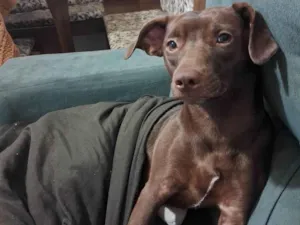 Cachorro raça SRD-ViraLata idade 3 anos nome Margot