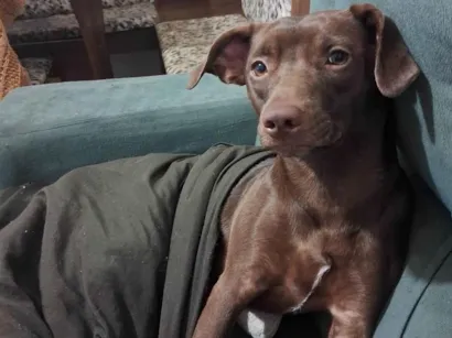 Cachorro raça SRD-ViraLata idade 3 anos nome Margot