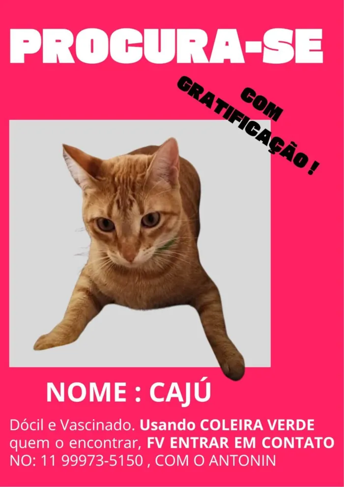 Gato ra a SRD-ViraLata idade 1 ano nome Caju