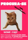 Caju