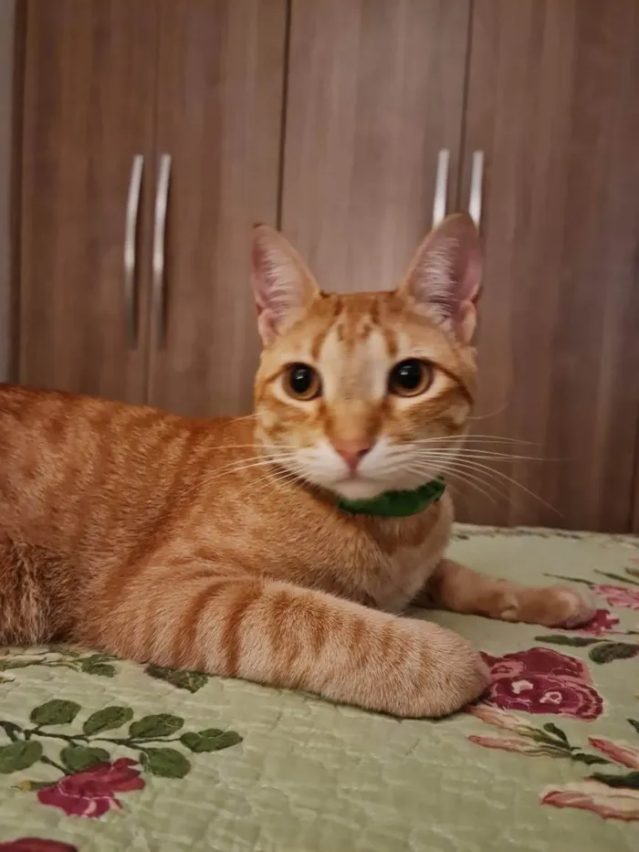 Gato ra a SRD-ViraLata idade 1 ano nome Caju