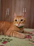 Caju