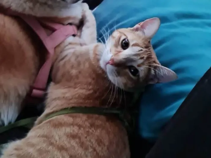 Gato ra a SRD-ViraLata idade 1 ano nome Caju