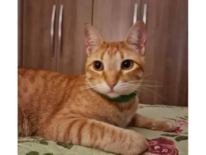 Gato raça SRD-ViraLata idade 1 ano nome Caju