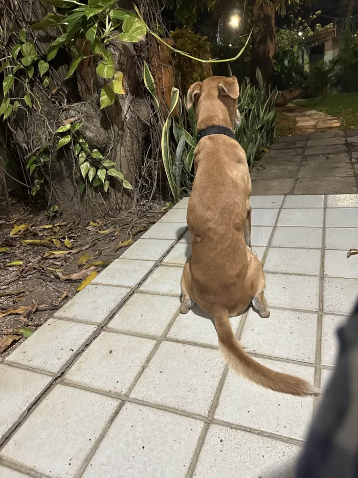 Cachorro ra a SRD-ViraLata idade 6 ou mais anos nome Tupan