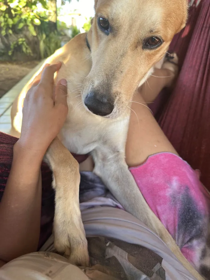 Cachorro ra a SRD-ViraLata idade 6 ou mais anos nome Tupan