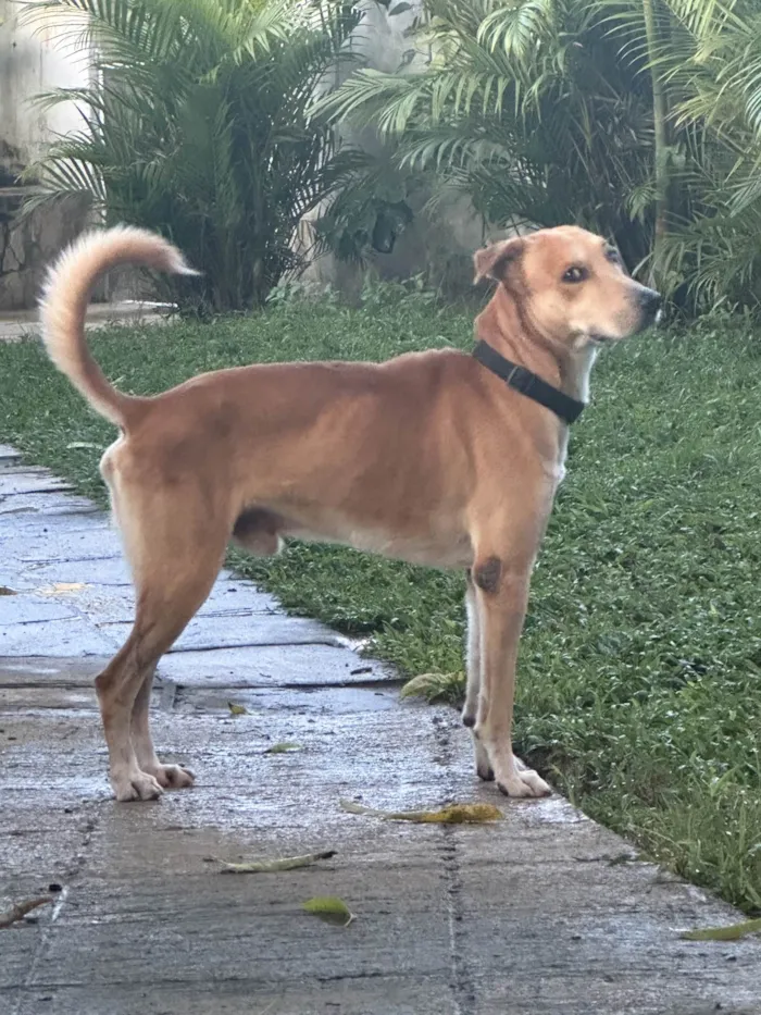 Cachorro ra a SRD-ViraLata idade 6 ou mais anos nome Tupan