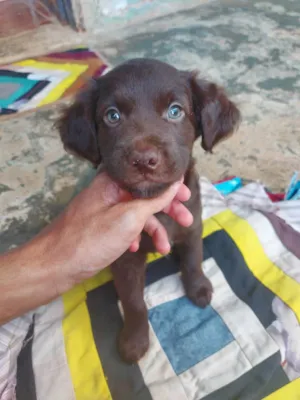 Cachorro raça Shitzu idade Abaixo de 2 meses nome Filhotes