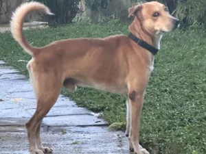 Cachorro raça SRD-ViraLata idade 6 ou mais anos nome Tupan