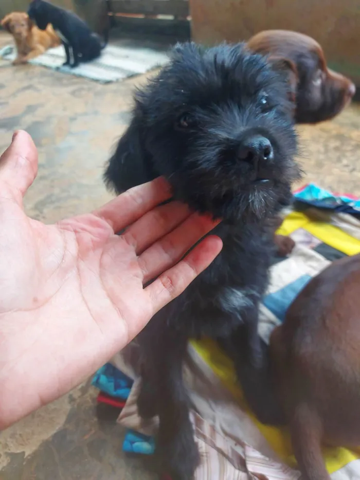 Cachorro ra a Shitzu idade Abaixo de 2 meses nome Filhotes
