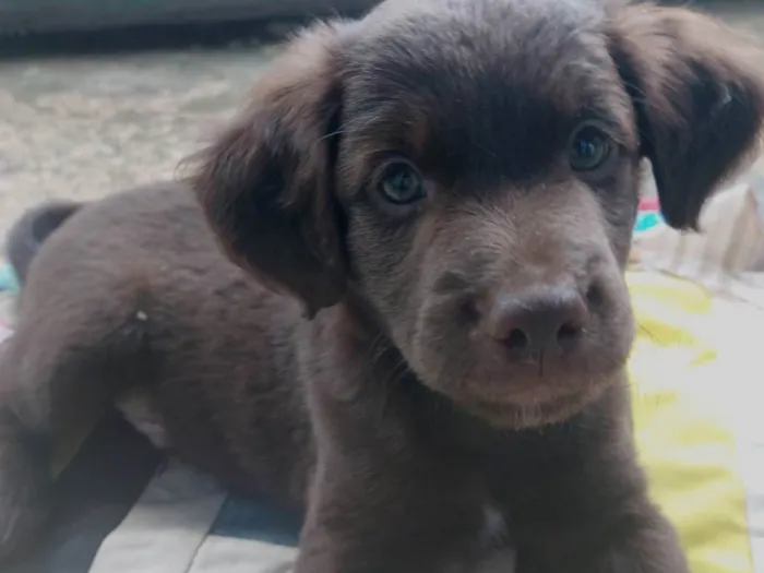 Cachorro ra a Shitzu idade Abaixo de 2 meses nome Filhotes
