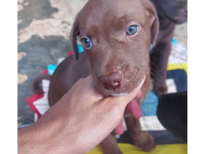 Cachorro ra a Shitzu idade Abaixo de 2 meses nome Filhotes