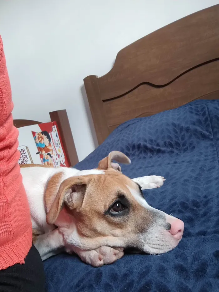 Cachorro ra a SRD-ViraLata idade 7 a 11 meses nome Mel