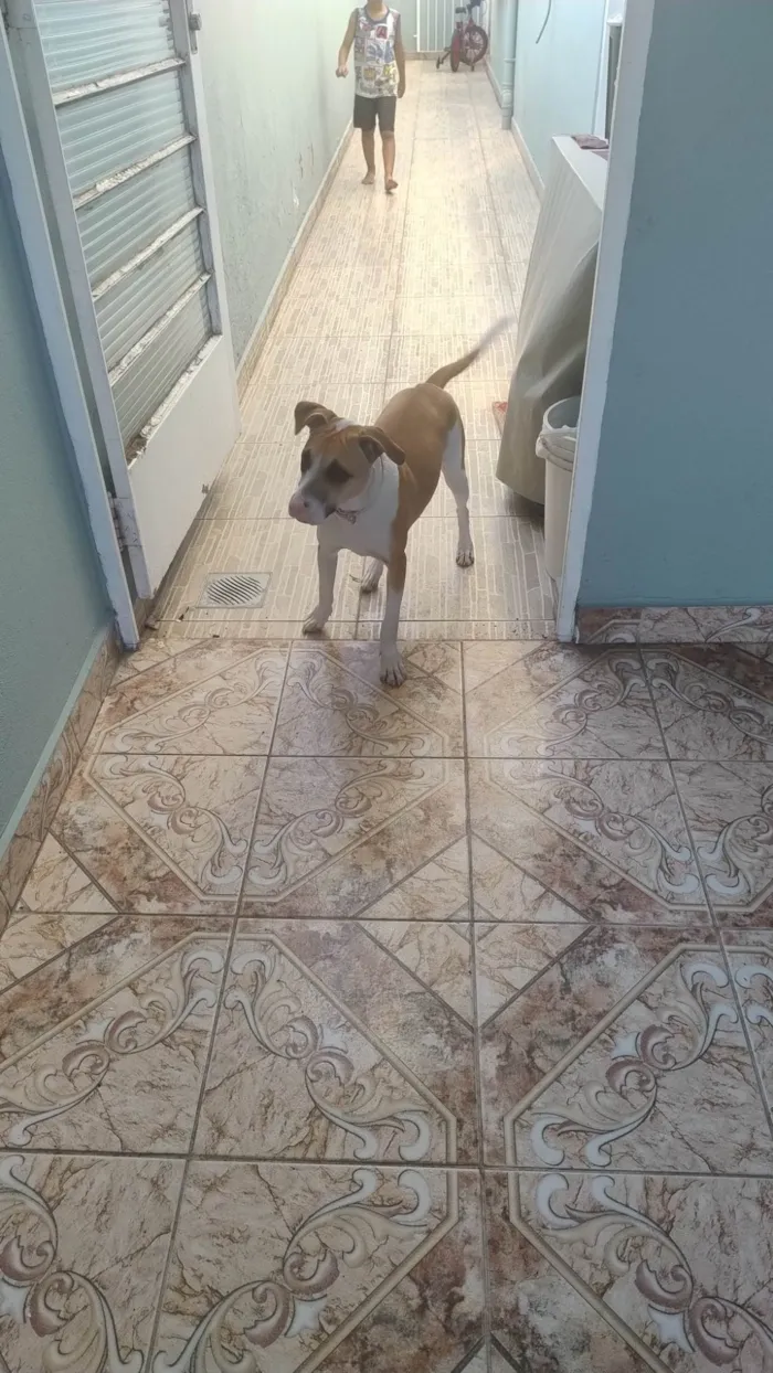 Cachorro ra a SRD-ViraLata idade 7 a 11 meses nome Mel