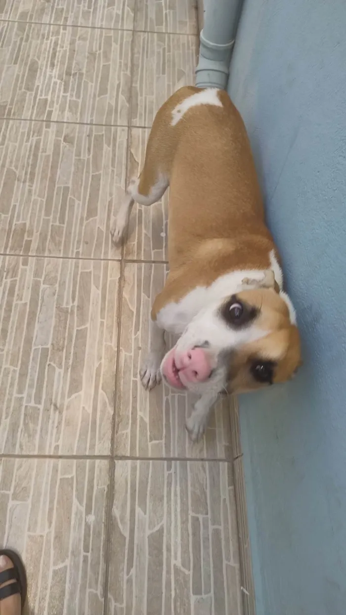 Cachorro ra a SRD-ViraLata idade 7 a 11 meses nome Mel