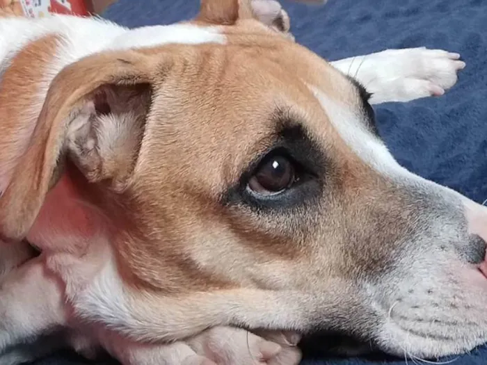 Cachorro ra a SRD-ViraLata idade 7 a 11 meses nome Mel