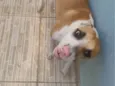 Mel
